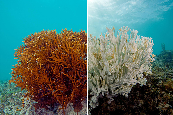 Tình trạng tẩy trắng san hô tại biển Hawaii
